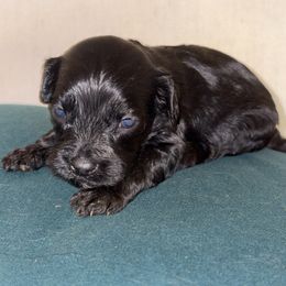 Harry - Black and white male Cavapoo puppy in El Sobrante, California from Mckendra's Legacy