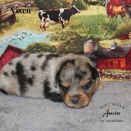 Vixen - Blue merle female Miniature Australian Shepherd puppy in Ronan, Montana from Dirt Road Aussie’s of Montana
