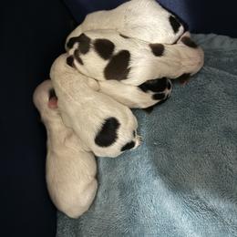 Yorkshire Terrier Puppies from Cristy’s Yorkies