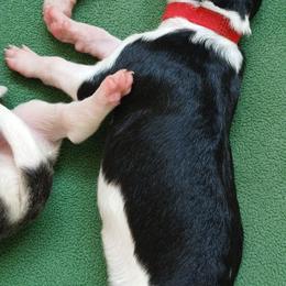 Sassy - Black and tan female Borzoi puppy in Larimer County, Colorado from Cherry Hill Borzois