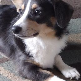 Miniature Schnauzers and Pembroke Welsh Corgis from Wooten Farm