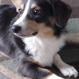 Miniature Schnauzers and Pembroke Welsh Corgis from Wooten Farm