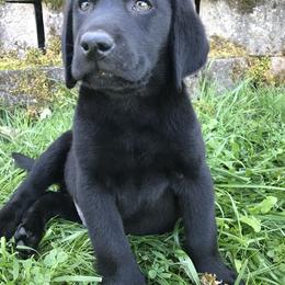 Labrador Retriever Puppies from Valley View English Labs