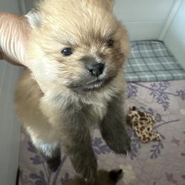 Pomeranian Puppies from Lori’s Precious Poms