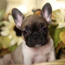 Fayre - White and fawn female French Bulldog puppy in Twin Falls, Idaho from Whispering White Pines Labradors