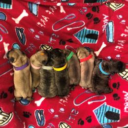 French Bulldog Puppies from Mimosa Acres French Bulldogs