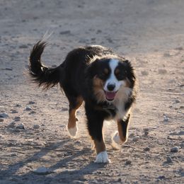 Norma - Toy Australian Shepherd