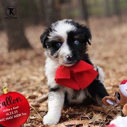 Fallon- Blue Merle Female - Blue merle female Toy Australian Shepherd puppy in Nacogdoches, Texas from TK Standard, Mini, & Toy Aussies