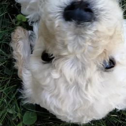 Shadow - White Poodle puppy in Hubertus, Wisconsin from Jessica's Poodles
