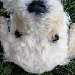 Shadow - White Poodle puppy in Hubertus, Wisconsin from Jessica's Poodles