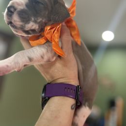 Boy 2 - Harlequin Great Dane puppy in Michigan from Garrow Danes House of Blues