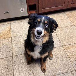 Remi - Miniature Australian Shepherd