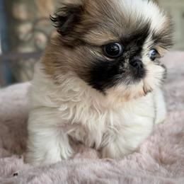 Girl 1 - Red and white female Shih Tzu puppy in Calimesa, California from Little Mountain’s Shih Tzus