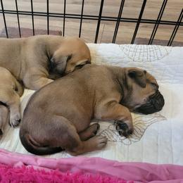 Bullmastiff Puppies from Sunny Beach Bullmastiffs