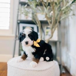 Cannoli - Tri-color female Bernedoodle puppy in Murray, Utah from Sun Valley Doodles