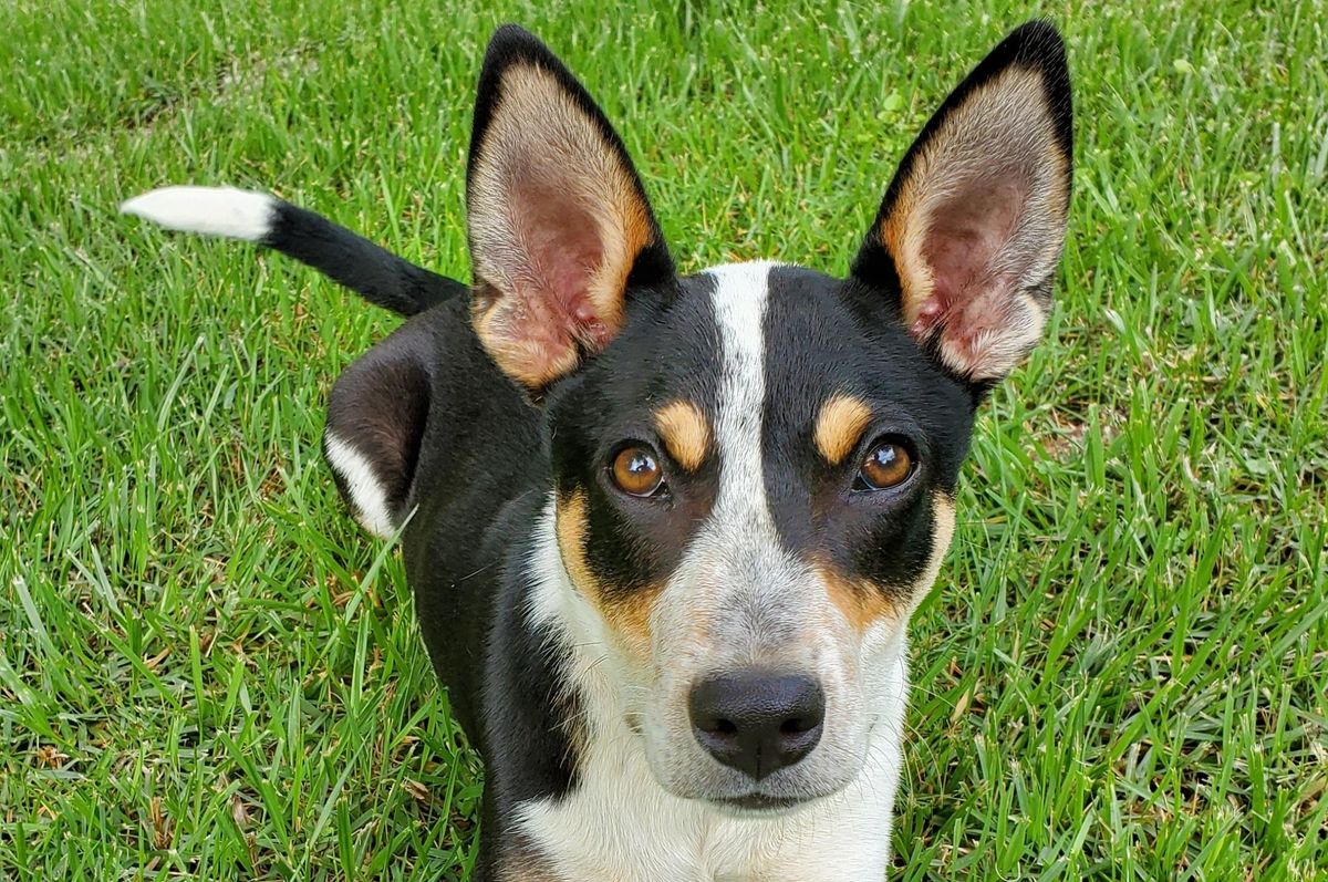 25 cute Treeing Feist puppies for sale in Arkansas Good Dog