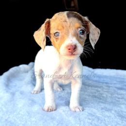 Roo - Dapple female Dachshund puppy in Quitman, Mississippi from S-and-A Kennels