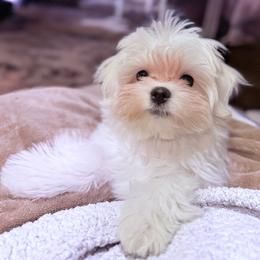 Theodore - Maltese