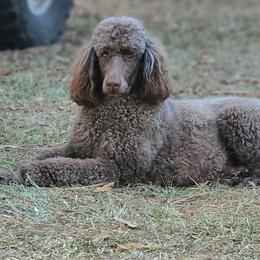 Cinni - Poodle