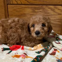Cleo - Apricot female Goldendoodle puppy in Centralia, Missouri from Oodles Of Doodles Mo.