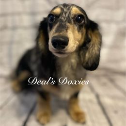 Storm - Black and cream male Dachshund puppy in Haines City, Florida from Deal’s Doxies