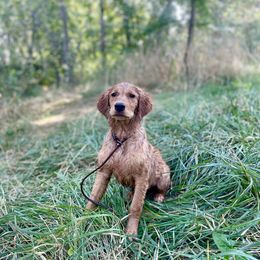 Golden Retriever Puppies from Mountain Reign Golden Retrievers
