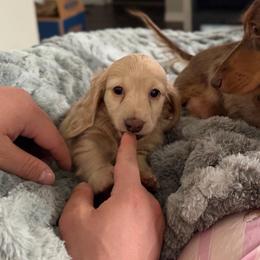 Price 4,750 - Cream Longhair Mini Male - Cream male Dachshund puppy in Horizon City, Texas from Willipaws