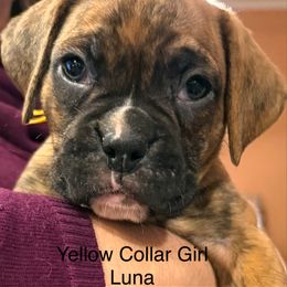 Yellow Collar Girl - Brindle female Boxer puppy in East Longmeadow, Massachusetts from Boxer Bliss
