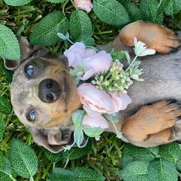 Dachshunds from Morgan’s Dapper Dachshunds