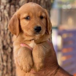 Yellow collar female - Dark golden female Golden Retriever puppy in Yucaipa, California from Blessed Goldens