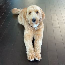 Bronx - Australian Labradoodle