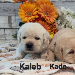 Kaleb, Kade, Kielyr, Kevin - Yellow male Labrador Retriever puppy in Gardnerville, Nevada from Jobs Peak Labradors
