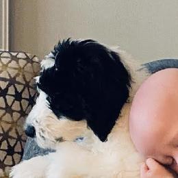 Goldendoodle, Golden Retriever, and Sheepadoodle Puppies from Guppy Puppies
