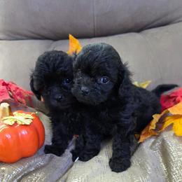 Loretta Lynn - Black female Shihpoo puppy in Delphos, Ohio from Route 66 Puppies