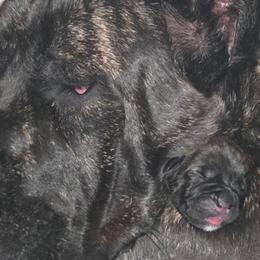 Cane Corso from Titan Farms