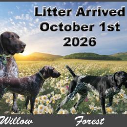 Girl 1 - Liver female German Shorthaired Pointer puppy in Chetek, Wisconsin from Susan's German Shorthaired Pointers