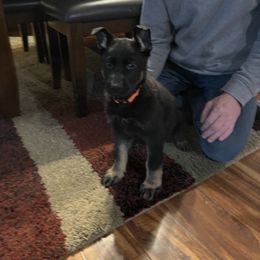 German Shepherd Puppies from Drachenhaus Shepherds
