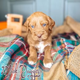 Mick Jagger - Chocolate male Australian Labradoodle puppy in Decatur, Alabama from Southern Meadows Doodles