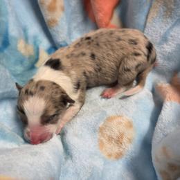 Layla - Red merle female Border Collie puppy in Gary, Indiana from Lake Ridge Border Collies