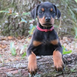 Doberman Pinscher Puppies from Debi Cruz