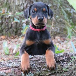 Doberman Pinscher Puppies from Debi Cruz