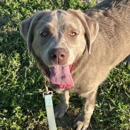 Dilute Retriever, Golden Retriever, and Labrador Retriever All Grown Up from Grimm Girls Farm