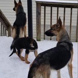 German Shepherd All Grown Up from Dee Sims