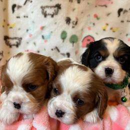 Cavalier King Charles Spaniel puppies from Angels Ridge Cavaliers
