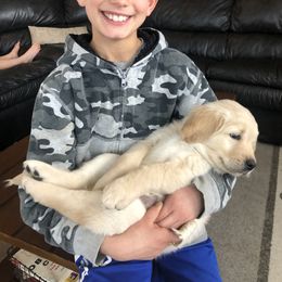 Goldendoodle Puppies from Kellee's Goldendoodles