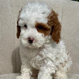Lightening McQueen - Blenheim male Cavapoo puppy in Mona, Utah from Hearts Full of Puppies