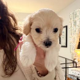 Pink - Champagne female Maltipoo puppy in Clarksville, Tennessee from Bee Mine Maltipoos and Pomeranians