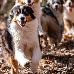 Zing - Australian Shepherd