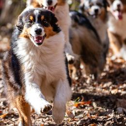 Zing - Australian Shepherd