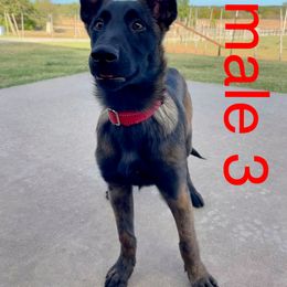 Belgian Malinois Puppies from Vandergriff Malinois